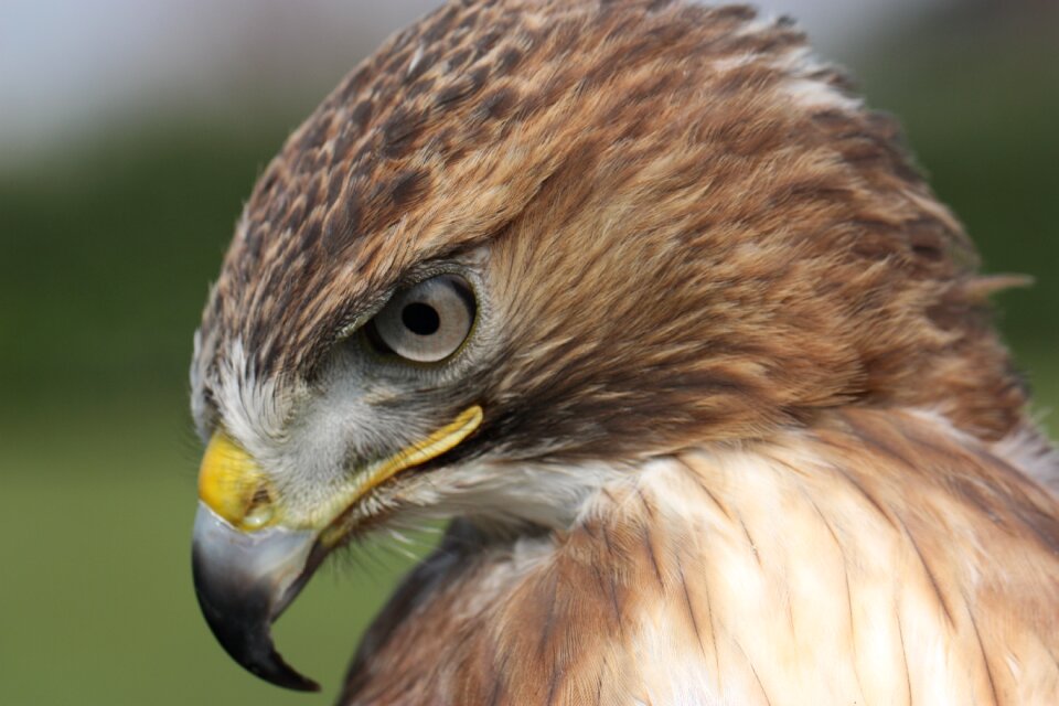 Raptors buteo jamaicensis raptor photo