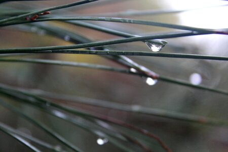Outdoor pine needle nature