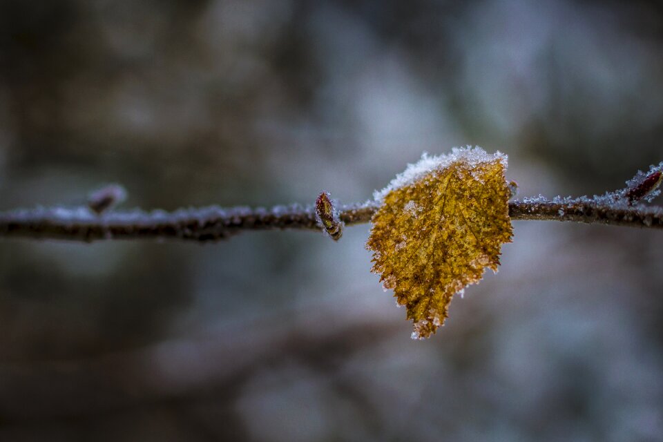 Frost tree leaf