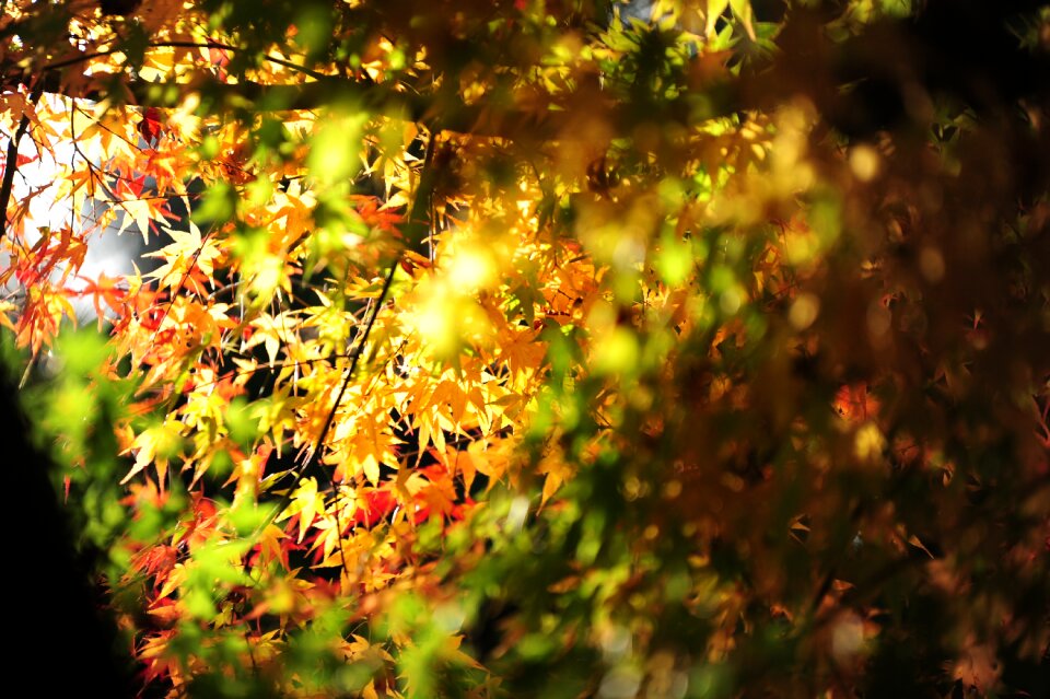 Maple light autumnal leaves