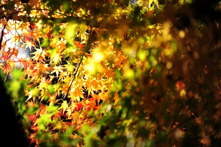 Maple light autumnal leaves photo