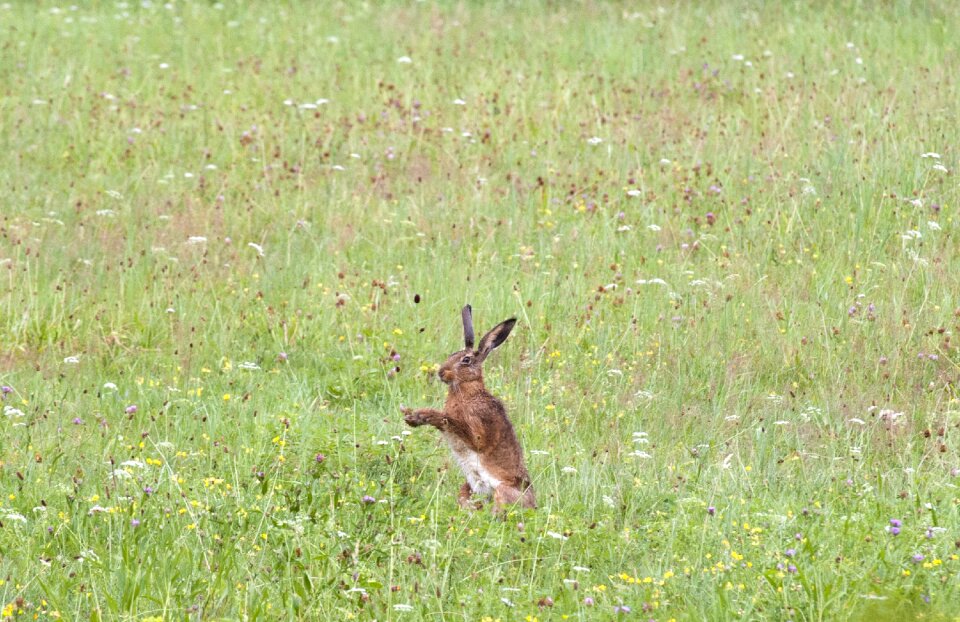 Hare sitting meadow