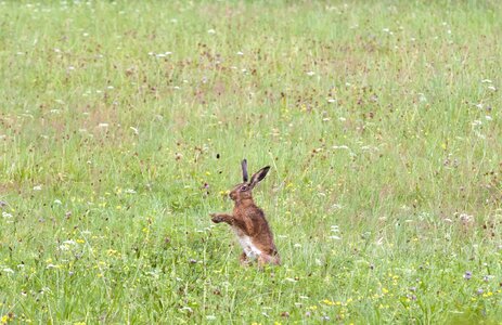Hare sitting meadow