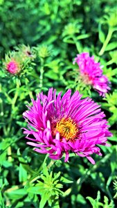 Dark pink flowers yellow pollen tubes late summer