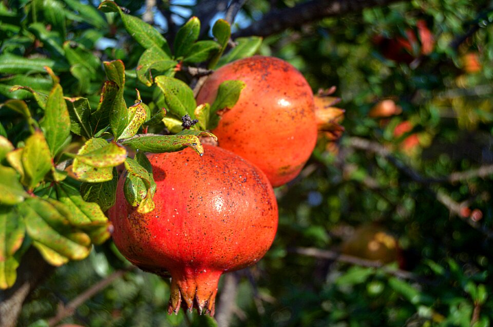Fruits fruit acid autumn fruit