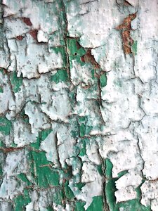 Green and white rough wood photo