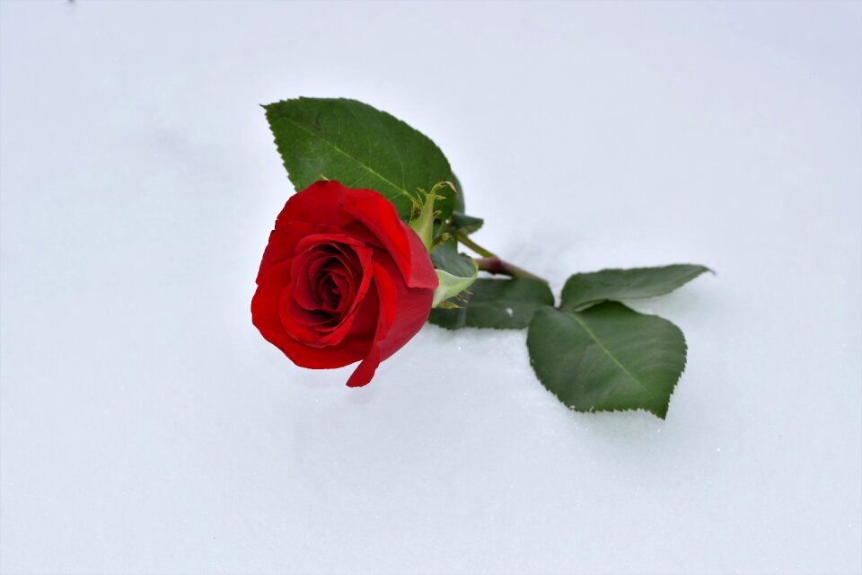 Winter snowy romantic