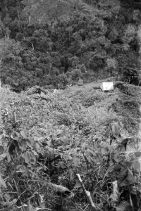  Borneo, Bestanddeelnr 1727-8-2