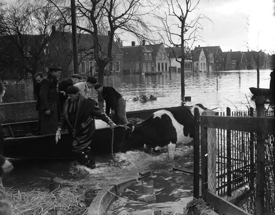 's-Gravendeel. Vee wordt gered, Bestanddeelnr 905-5161