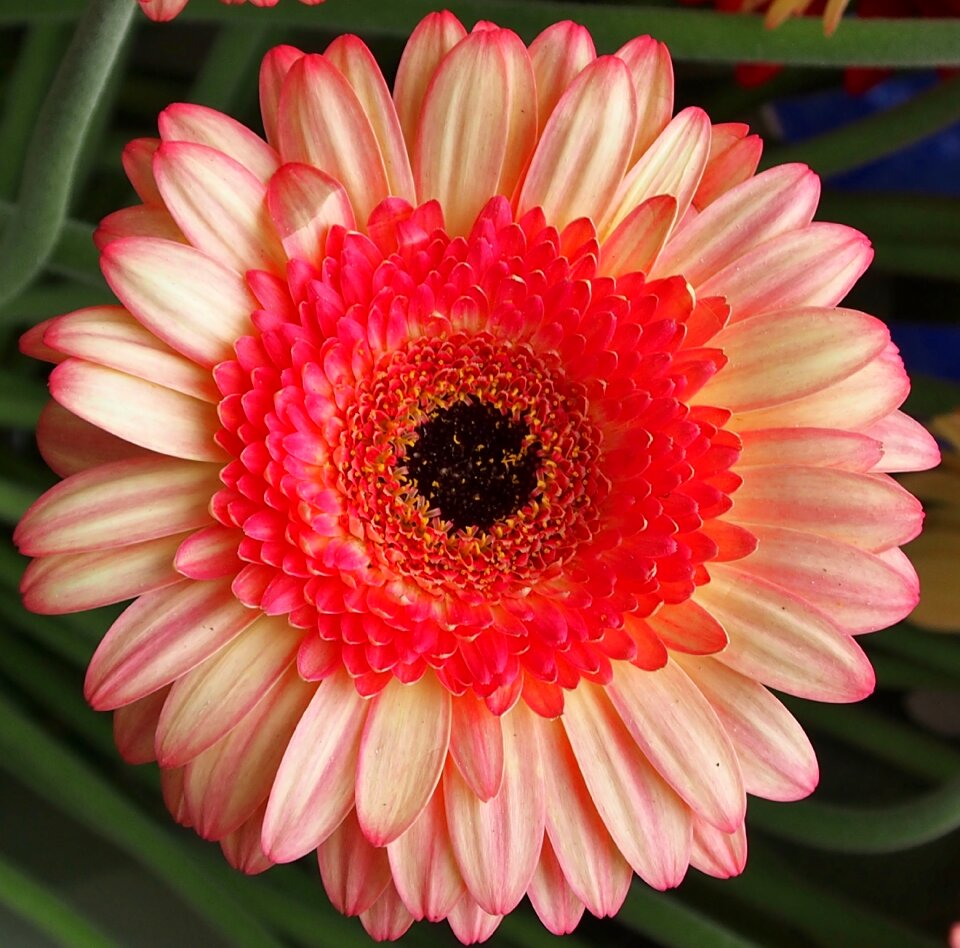 Pink blossom bloom