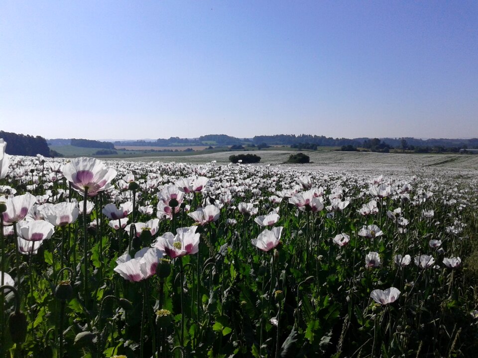Summer nature landscape