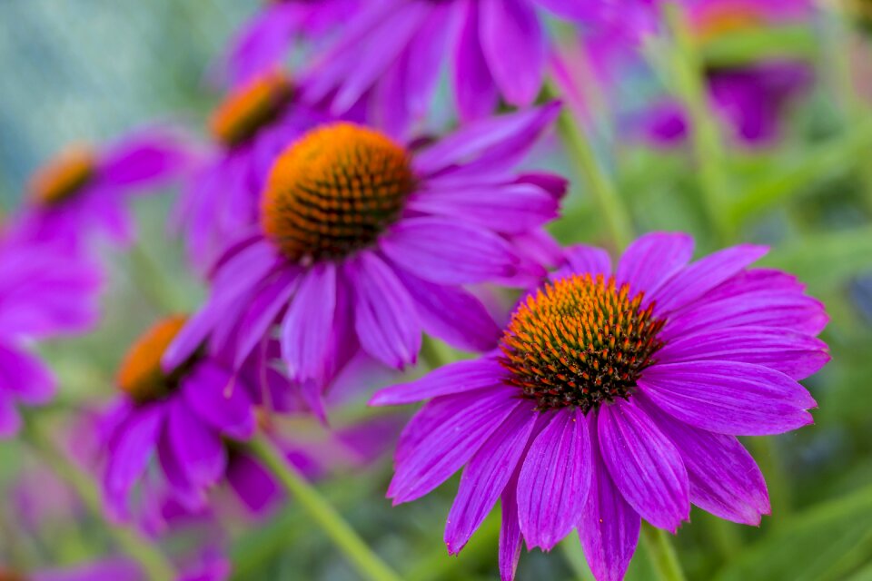 Summer garden flowers