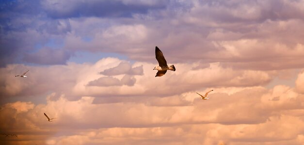 Sky bird flight sea photo