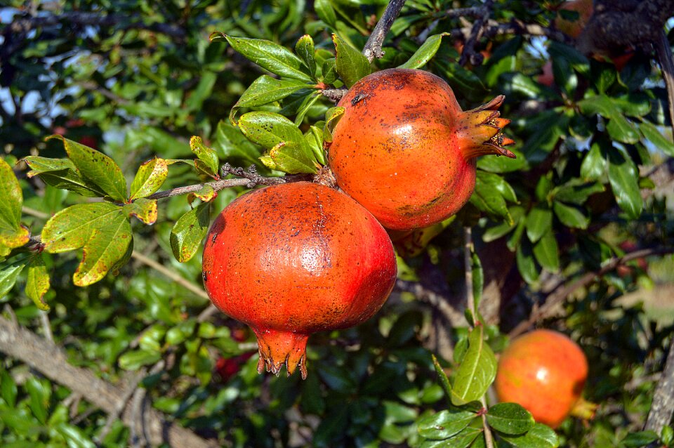 Granado autumn fruit acid