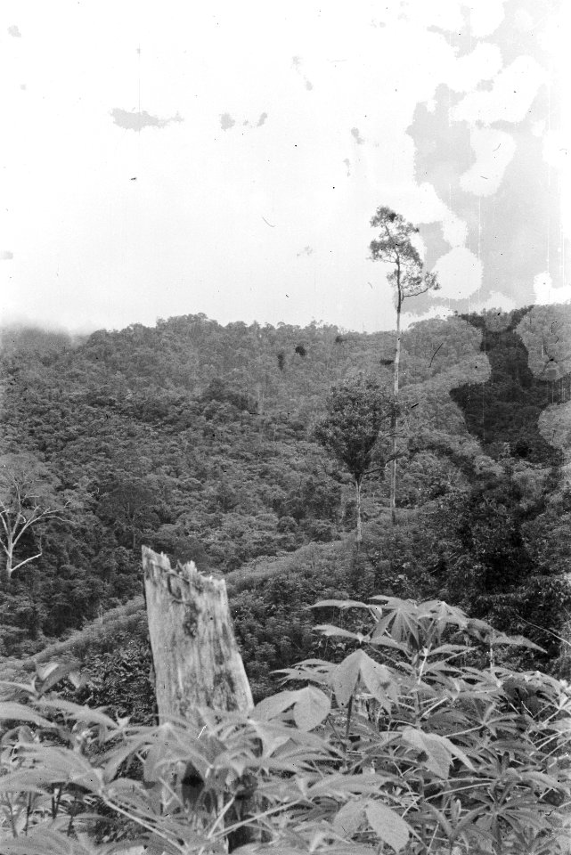  Borneo, Bestanddeelnr 1727-8-3