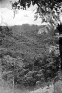  Borneo, Bestanddeelnr 1728-5-4