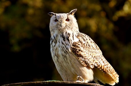 Eagle owl animals wild bird