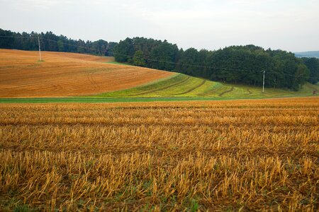 Wheat farm landscape photo