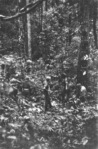  Borneo, Bestanddeelnr 1723-8-6