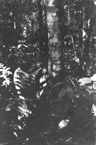  Borneo, Bestanddeelnr 1723-8-3
