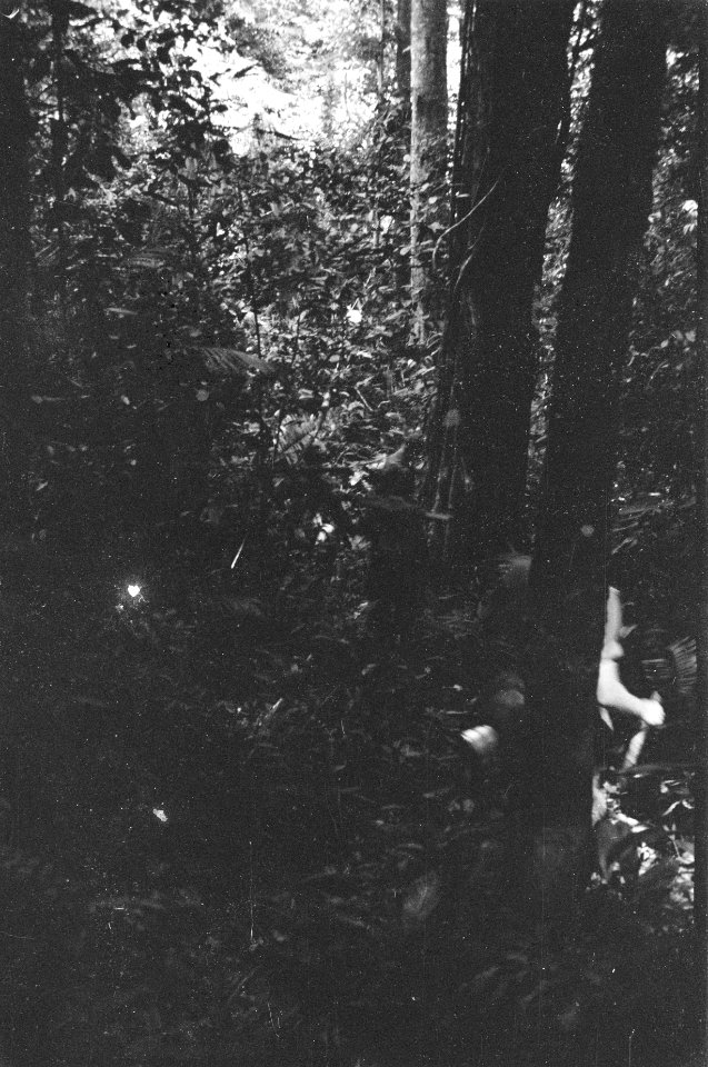  Borneo, Bestanddeelnr 1723-8-5