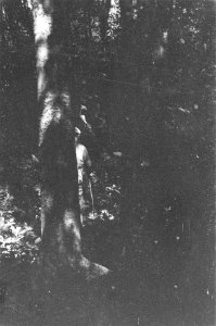  Borneo, Bestanddeelnr 1723-8-4