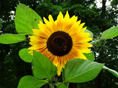 Blossom bloom yellow flowers photo