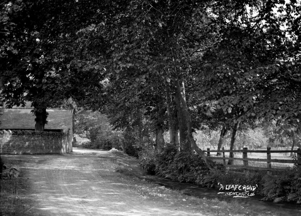 'A leafy road' Newcastle (1294276)