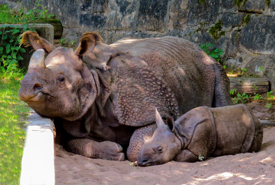 Rhino baby panzer nürnberger tiergarten