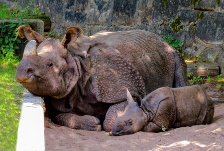 Rhino baby panzer nürnberger tiergarten