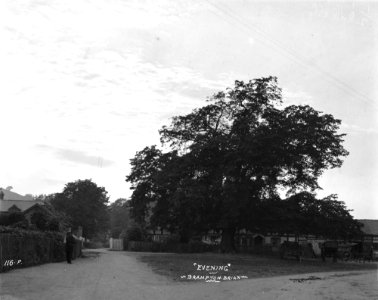 ' Evening' Brampton Brian (1294218)