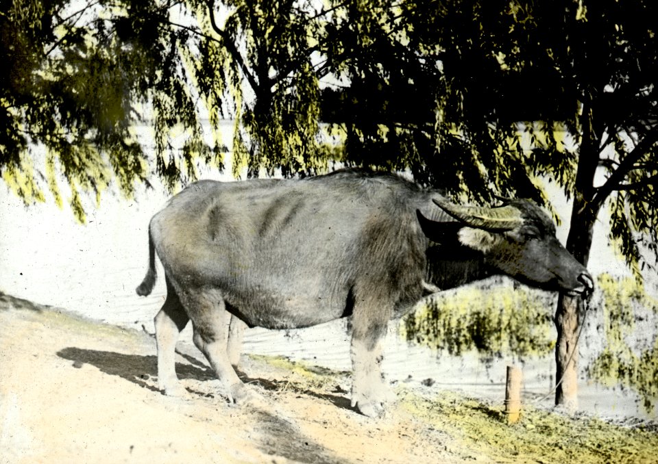 0173.0008 Vattenbuffel