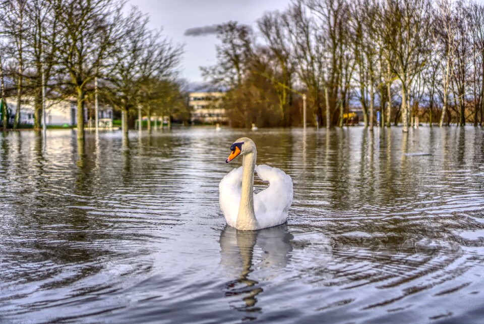 River flooding animal