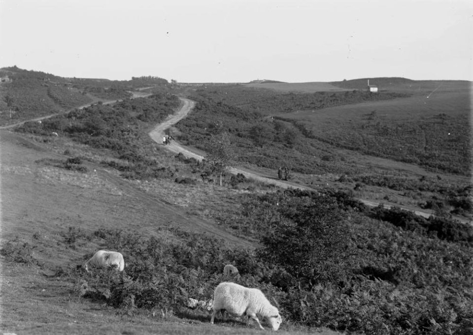 -A view of sheep grazing on the moors, Llandrindod (1294349)
