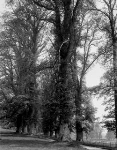-The drive, Llysdinam, Newbridge-on-Wye (1293485)