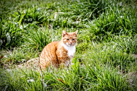 Pet red tomcat ausschau