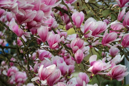Spring pink blütenmeer photo