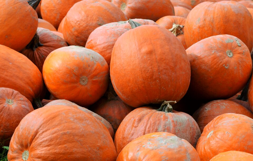 Autumn cucurbita maxima choose