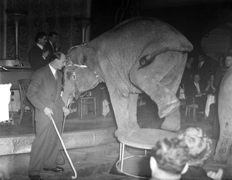 2 olifanten in Cabaret Casino , 1 olifant in actie, Bestanddeelnr 903-8415