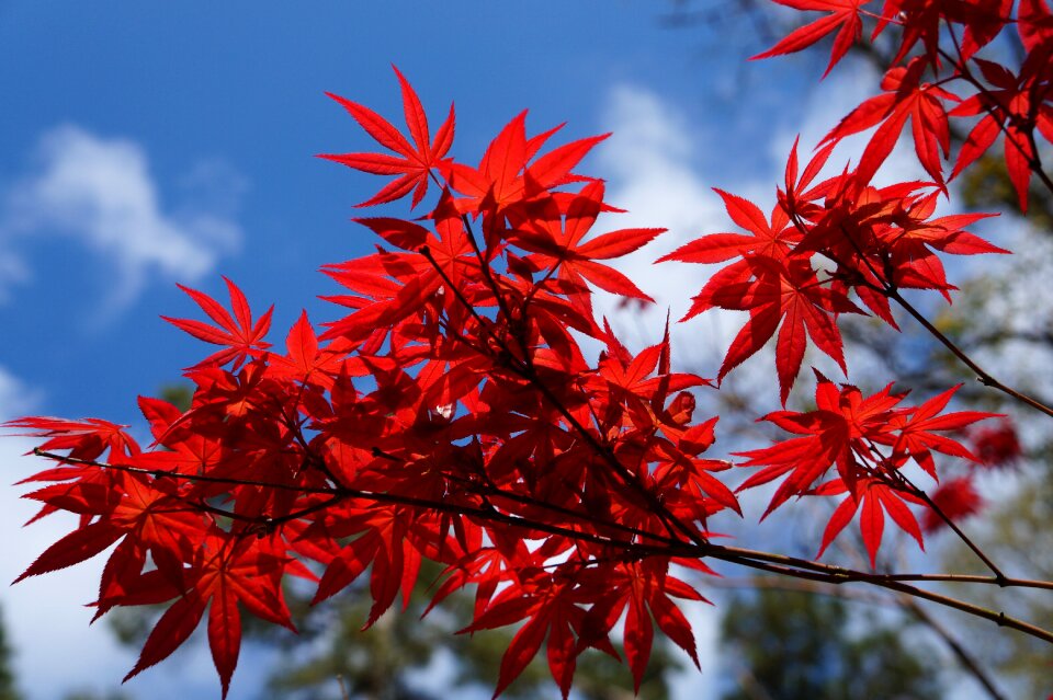 Nature flora red maple