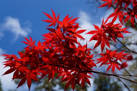 Nature flora red maple