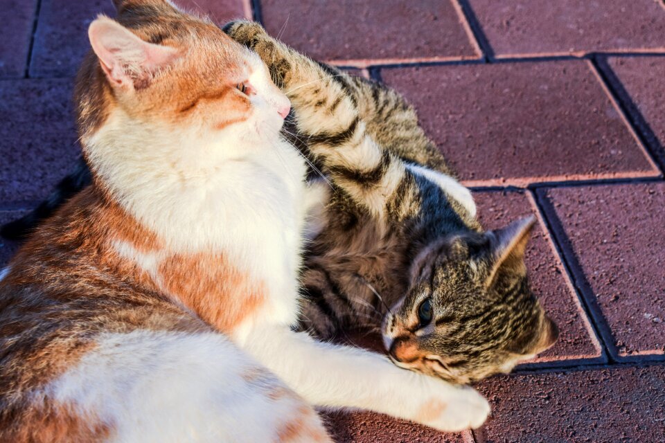 Outdoor animal playful