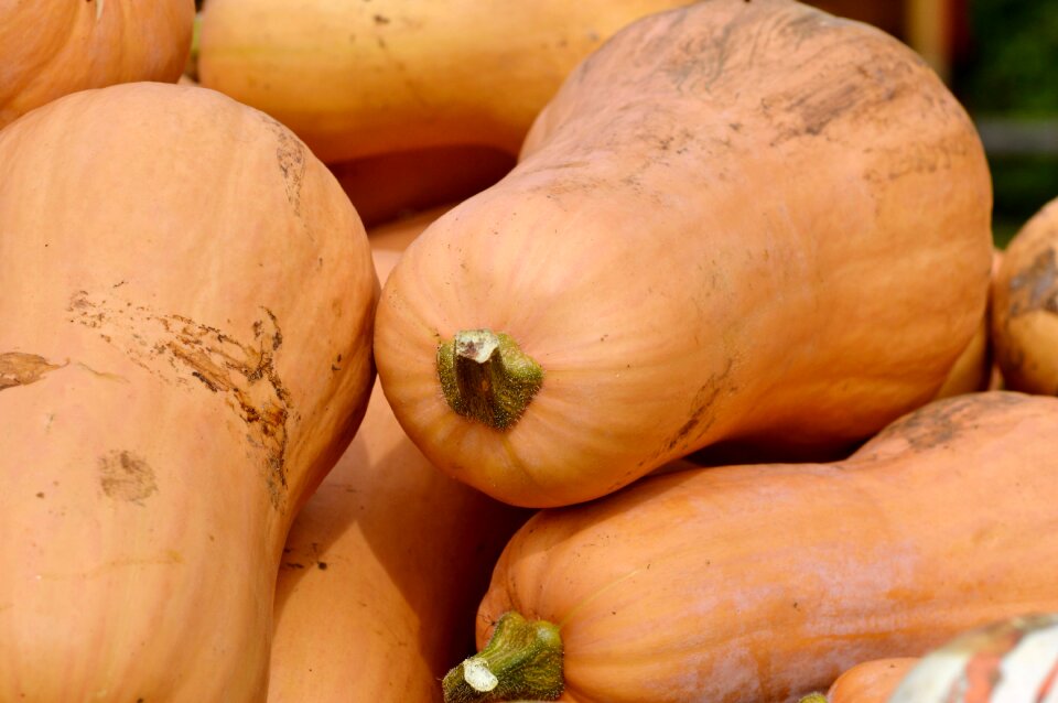 Autumn cucurbita maxima choose
