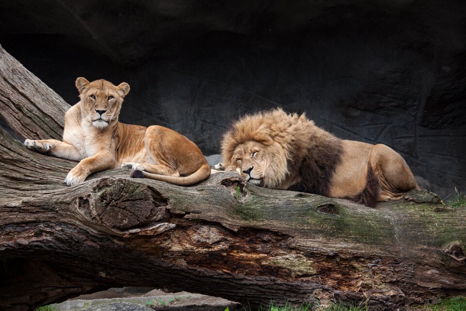 Male wild animal zoo