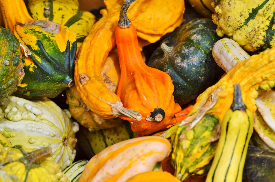Autumn cucurbita maxima choose