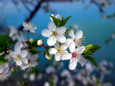 Nature blossoming tree flowering tree