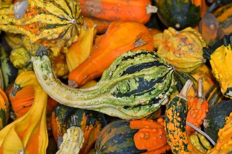 Autumn cucurbita maxima choose