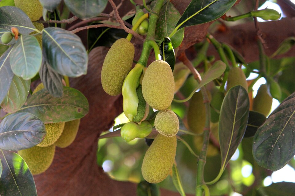 Tree flora jack fruit