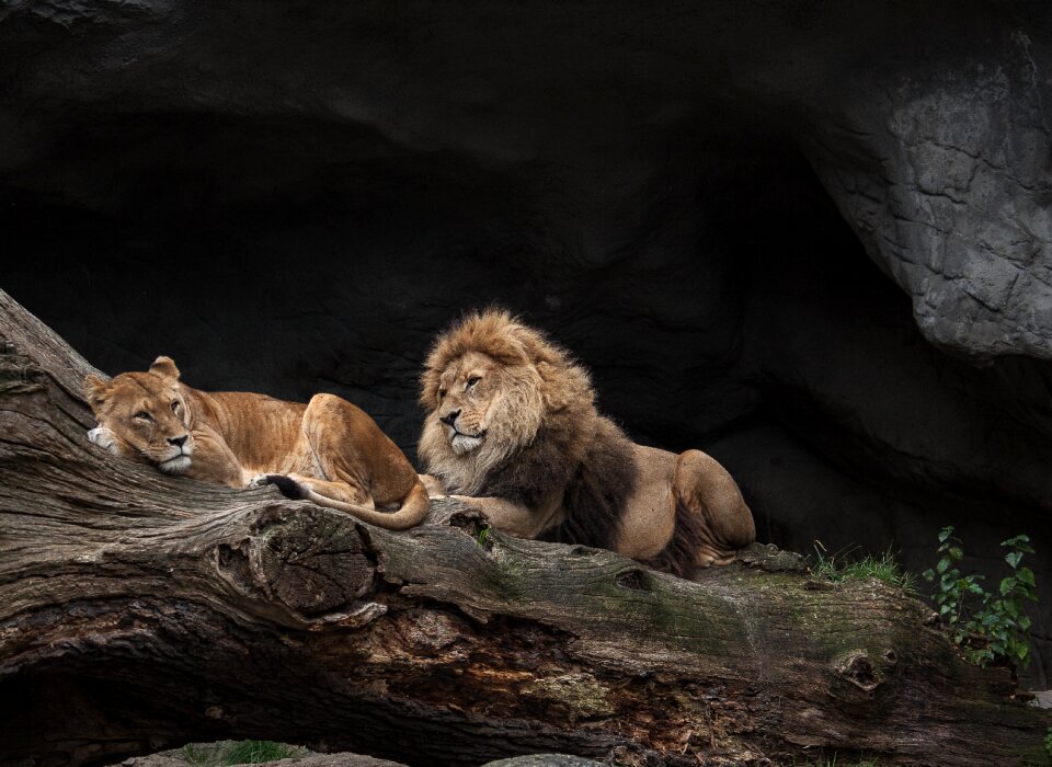 Male wild animal zoo