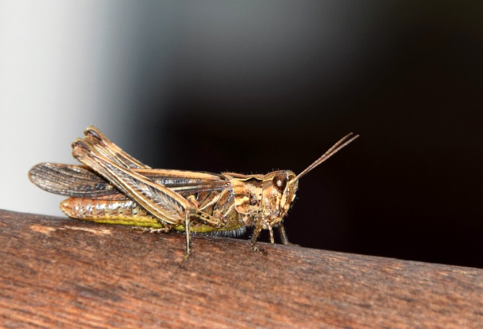 Flight insect macro small